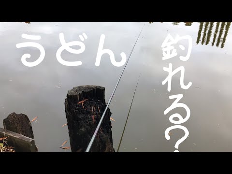 うどんでフナ釣り