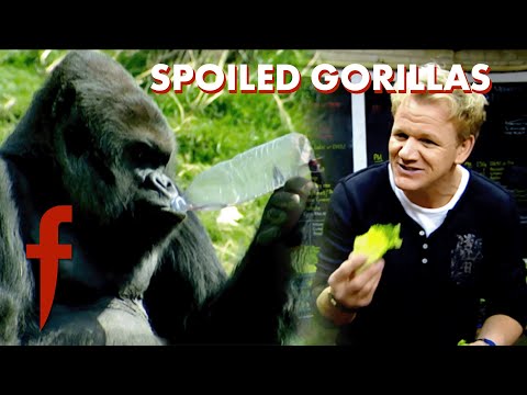 Fine Dining for Gorillas: Gordon’s Shocking Zoo Encounter | The F Word