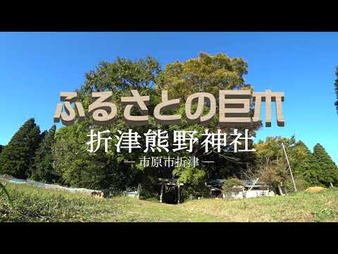 【千葉県市原市】空から見た巨木の映像「ふるさとの巨木」～折津熊野神社～