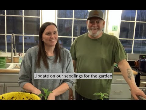 Up-potting Seedlings and Garden Chat!