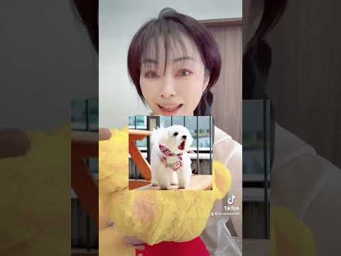 キレる時だけ小型犬になる女