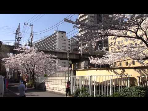 満開の桜　東京都内有数の花見の名所　五反田・大崎・目黒川から見た東急池上線発車