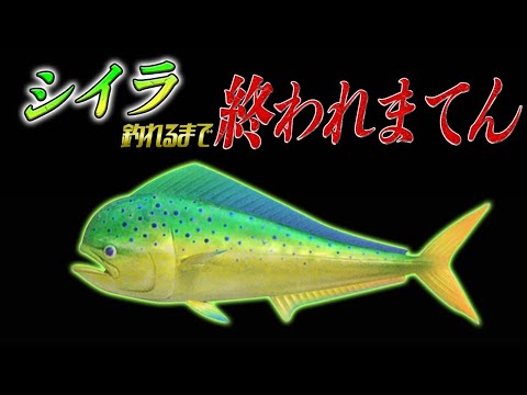 【あつ森生放送】シイラ釣るまで終われまてん【あつまれどうぶつの森　生き物　シイラ】