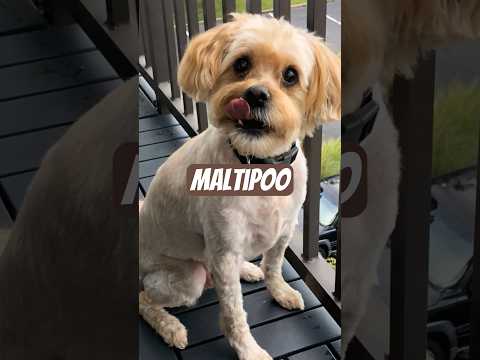 Rescued Cat Annoys Maltipoo