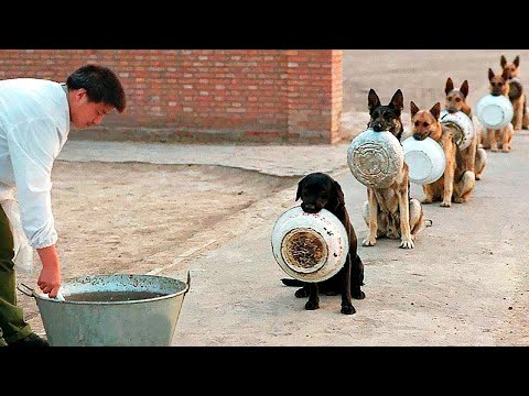 ¡20 MINUTOS DE PERROS INTELIGENTES QUE TE DEJARÁN BOQUIABIERTO! ANIMALES DIVERTIDOS 2024