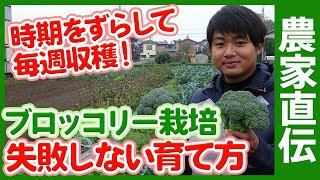 農家直伝！ブロッコリー栽培失敗しない育て方！家庭菜園や農園でブロッコリーを大きく育てて大量収穫するコツを農家さんに聞いてみた【農家直伝】