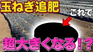 【玉ねぎ栽培】感動するくらい大きい玉ねぎにするには〇〇が大事！農家が特別に教えちゃいます