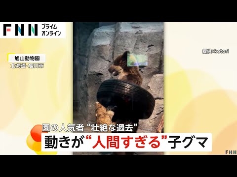 動きが“人間過ぎる”と話題の熊　砂川市で1年3カ月前に発見され檻で捕獲した“はぐれ子グマ”だった　北海道・旭山動物園が保護