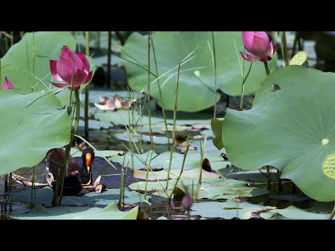 東港鎮的紅冠水雞Gallinula chloropus  （2024 09 13）