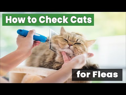 How to Check Cats for Fleas: The Ultimate Guide