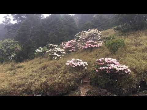 合歡山杜鵑花季 森氏杜鵑花