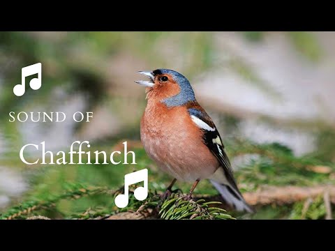 👉 S18 Chaffinch ( Fringilla coelebs ) | Cinteză