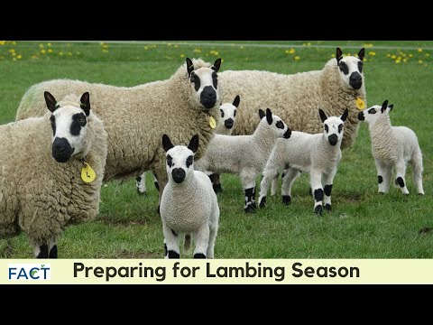 Preparations for Lambing Season Part 1: The Ewe