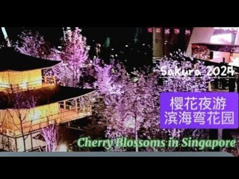 樱花夜游 滨海弯花园 2024 Sakura Singapore 2024 Cherry Blossoms Yozakuri. Gardens by the Bay