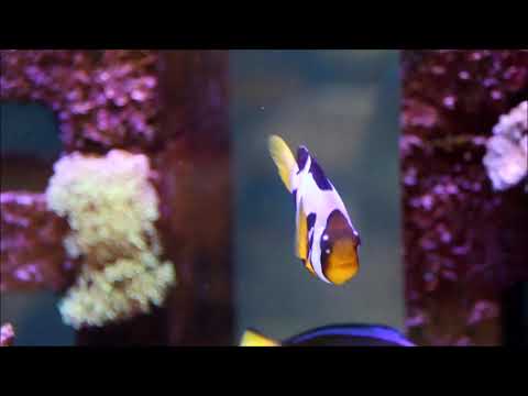 人工銀河雙帶小丑Galaxy Clarkii Clownfish（Captive-Bred）use3K