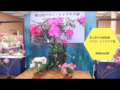 2024.4.20　富山県中央植物園　ツツジ・シャクナゲ展