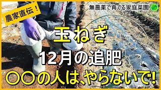 【玉ねぎ栽培】12月の追肥はタイミングと量が大事！【有機農家直伝！無農薬で育てる家庭菜園】　23/12/9