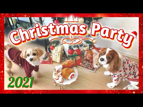 🐶👩 【Christmas Party】アラサー女子と愛犬のおうちクリスマスvlog｜キャバリア•マルプー