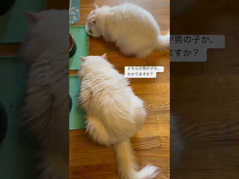 🛎️猫の男の子と女の子の見た目の違い！