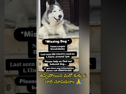 తప్పిపోయిన మరో 😰కుక్కకు🐕‍🦺దారి చూపెడదాం🙏 #shorts #doglovers