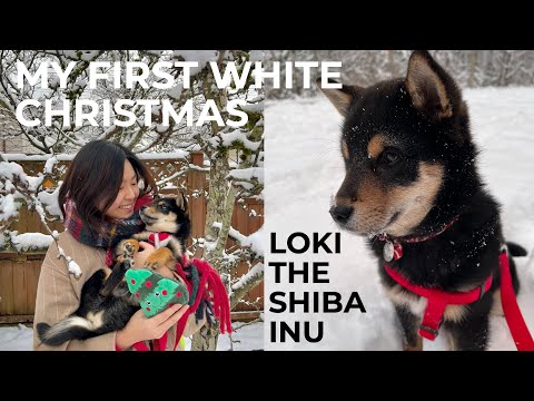 🐶LOKI THE SHIBA INU: 3 months old puppy first white christmas | 黑柴犬芝麻卷日記