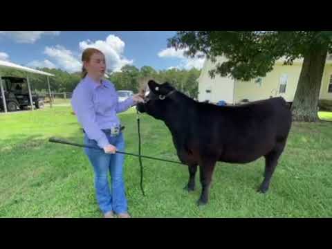 2020 4-H Farm Credit Virtual Showmanship Circuit Show #1 Cattle Video Of The Week Lindsay Seitz