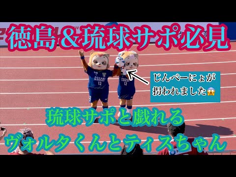 【癒し動画】琉球サポと戯れるヴォルタくんとティスちゃん🥰じんべーにょが拐われる！？😱