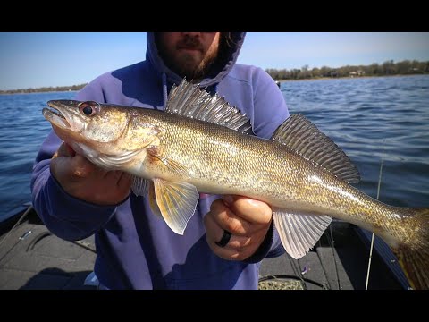 How to Catch Spring Walleyes NOW (Opening Week on Mille Lacs)