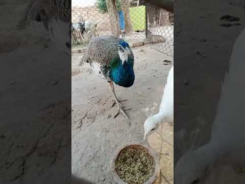 peacock 🦚🦚🦚 #beautiful #sadstatus #funny #kabootar #love #lovestatus #pigeonstatus #whatsappstatus