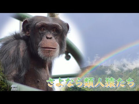 天国に旅立った類人猿　2024　Apes have gone to heaven　／　Tears in Heaven