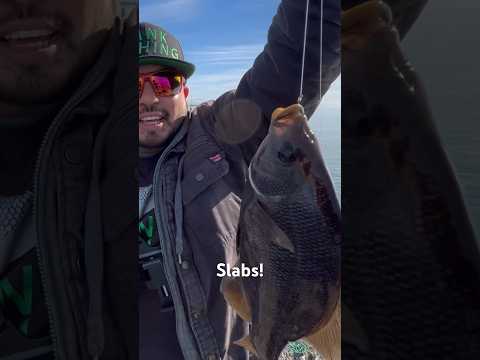 Big Black Perch in the Bay‼️ #fishing #california #bayarea #perch #new #video #fish #short #bayarea