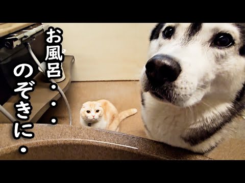 お風呂を覗きにきた猫と犬がかわいい...笑