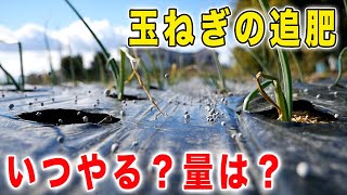 玉ねぎの追肥はいつやるの？量は？