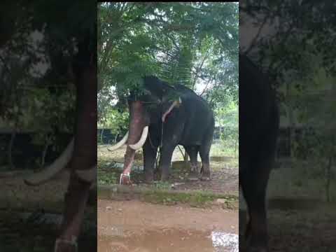 "Giant Thirst Quencher 🐘💧 Elephant Enjoys a Cool Drink!"