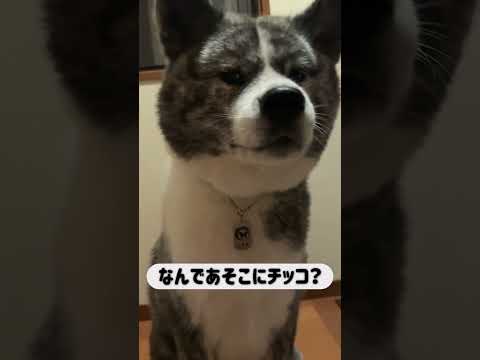 これは裁判に持ち込むしかないっ！ #秋田犬