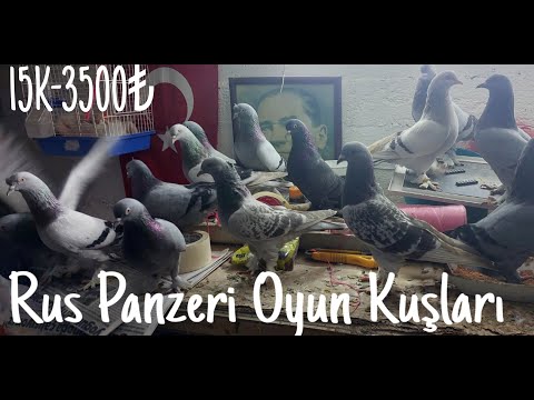 Rus Panzeri Oyun Kuşları