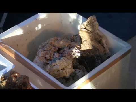 Cleaning My Own Reef Tank, Again. LA Fishguys Episode 147, part 2