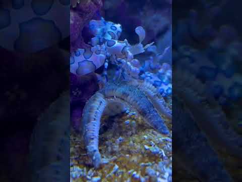 Harlequin Shrimp 03 #shorts #harlequin #shrimp