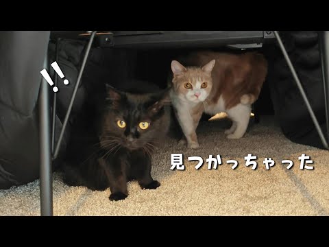 こたつを使った激しい遊びがマイブームな猫　941話