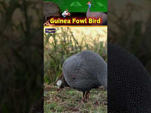 Nature’s Hidden Gem | Fascinating Bird Documentary on Guinea Fowl | Creative Nature