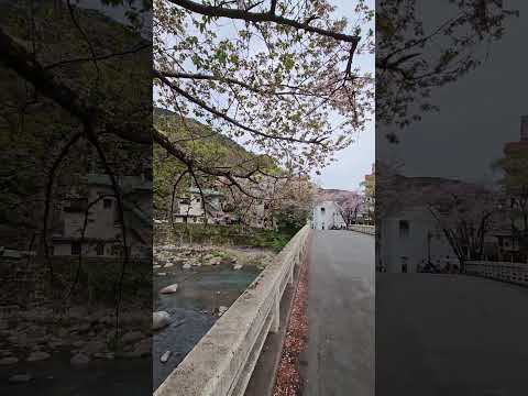 2024/04/13 🇯🇵 箱根 沒想到還有櫻花🌸 很渡假風情的小鎮，不過觀光客也是很多🤣 #sakura #hakone #food