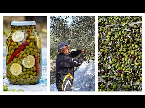 the process of pressing olive oil / how is olive oil made / Premium Olive Oil from libanon