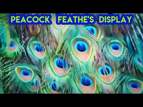 Peacock Opening Its Feathers 🦚 peacock feather display | peacock call #peacockfeathers #peacockcall