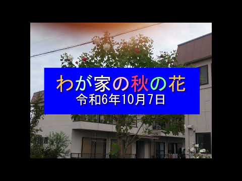 わが家の秋の花 令和6年10月7日