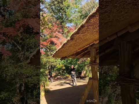 Winter day in Tokyo（Meiji Jingu Gyoen）東京での冬の一日（明治神宮御苑） #japan #travel #東京の冬 #trip #japantravel #旅行