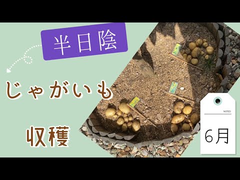 [Non-woven pot] Harvesting half-shaded potatoes [June] Garden work in Potage Garden