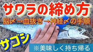 サワラ（サゴシ）の締め方をマスター！エラ血抜き→神経締めの順番！