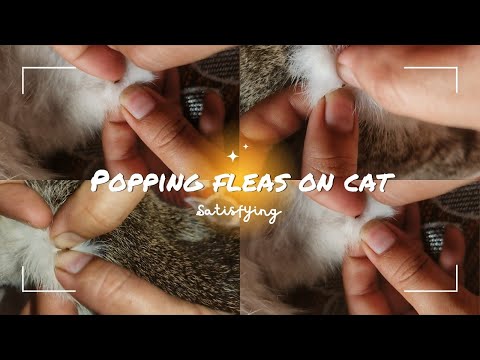 Effective Flea Popping: Keeping Your Cat Pest-Free | Part II