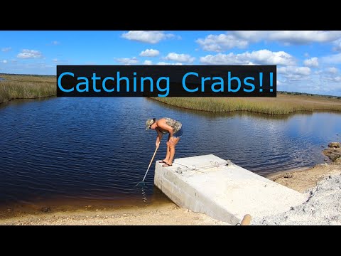 Catching blue crabs by dip net and hand line. Catch and Cook!