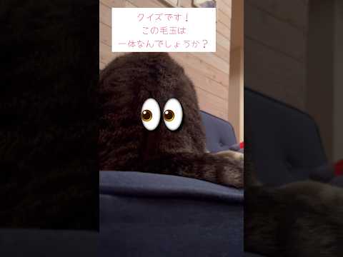 この毛玉は一体なんでしょうか？ #ねこ動画 #保護猫 #子どもと猫 #cat #毛玉ニャンコ #ふみふみ